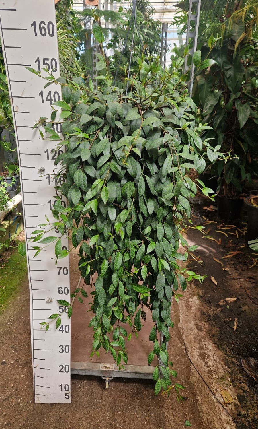 Горшечные цветы и растения оптом Aeschynanthus Marmoratus Hangplant от 1шт из Голландии с доставкой по России