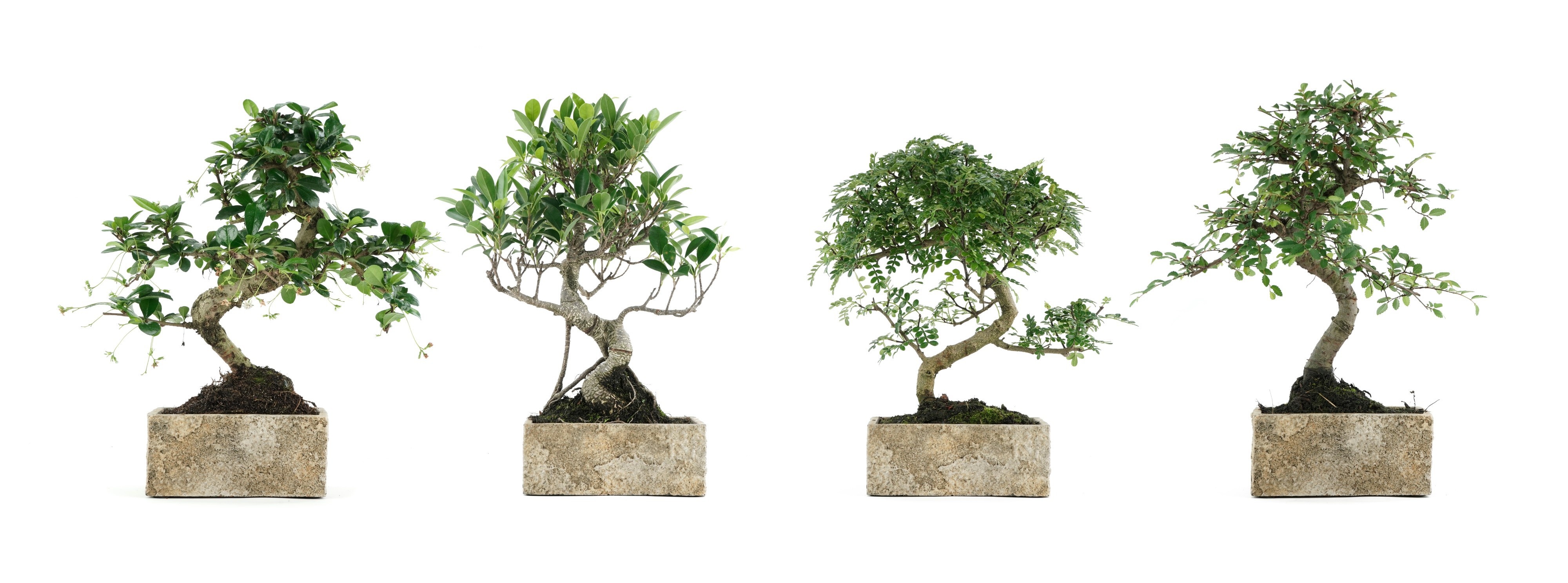 Горшечные цветы и растения оптом Bonsai Gem от 8шт из Голландии с доставкой по России
