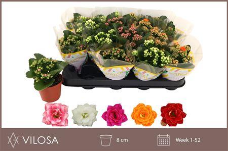 Горшечные цветы и растения оптом Kalanchoe Double 5k Mix от 16шт (для телеги) из Голландии с доставкой по России