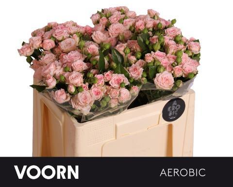 Срезанные цветы оптом Rosa spray aerobic от 50шт из Голландии с доставкой по России