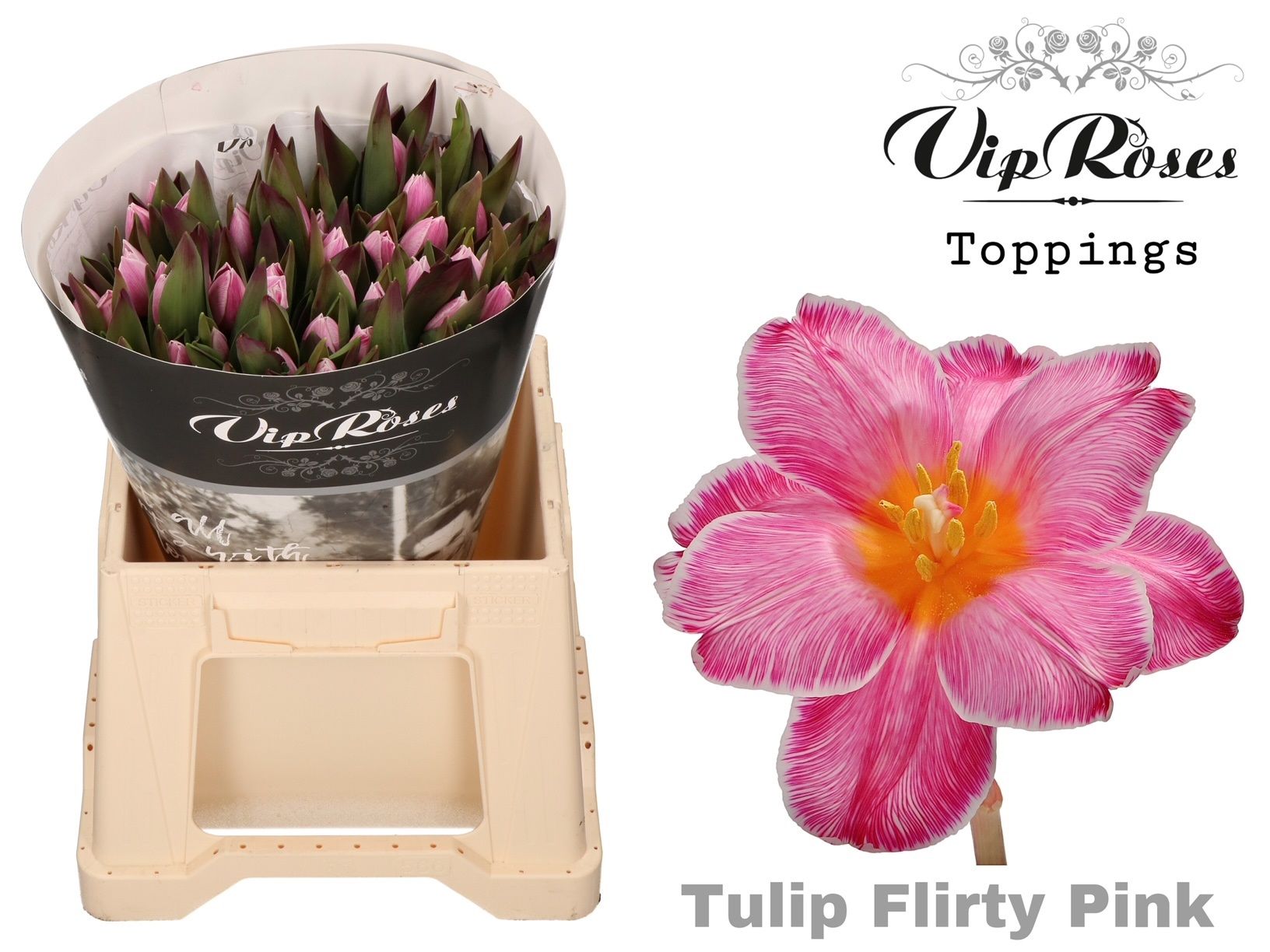 Срезанные цветы оптом Tulipa si paint flirty pink от 50шт из Голландии с доставкой по России