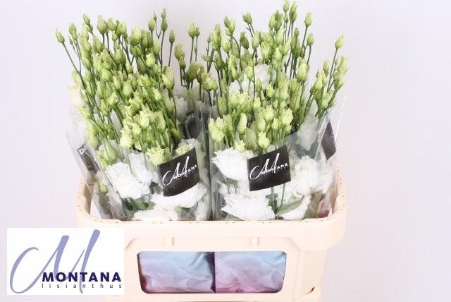 Срезанные цветы оптом Lisianthus do celeb chrystal от 40шт из Голландии с доставкой по России