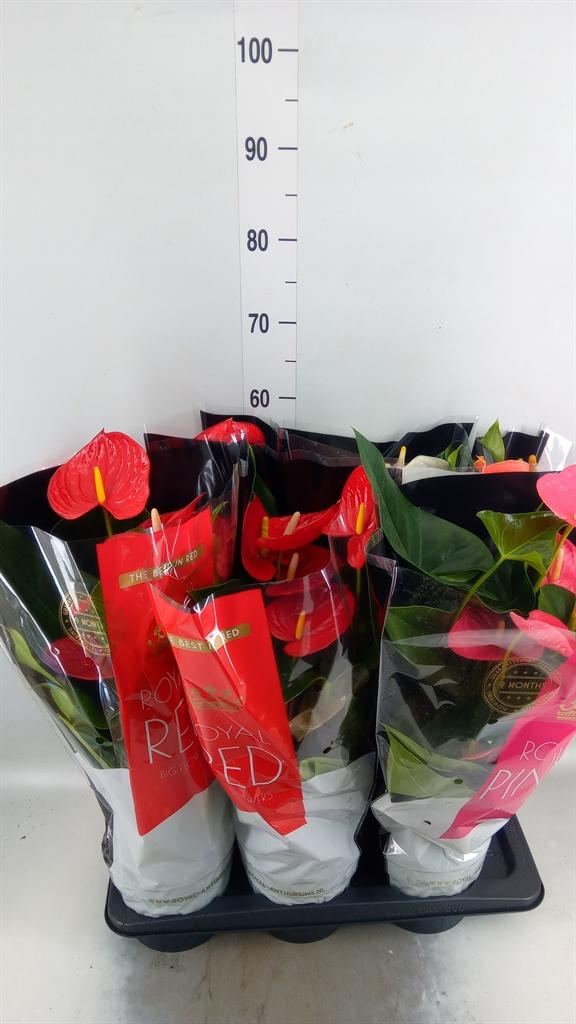 Горшечные цветы и растения оптом Anthurium   ...mix от 6шт из Голландии с доставкой по России