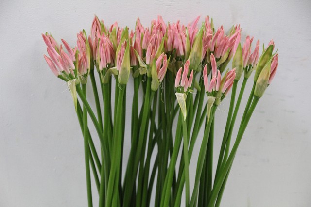 Срезанные цветы оптом Nerine pink light от 100шт из Голландии с доставкой по России