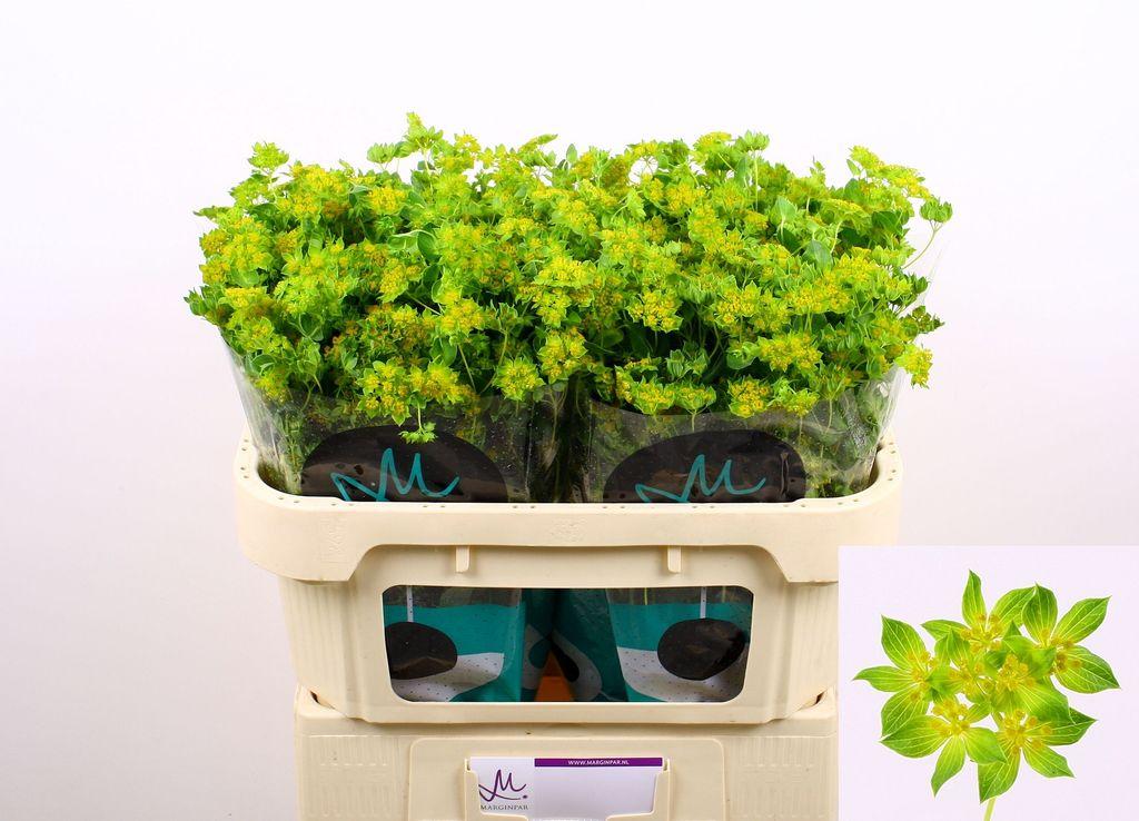 Срезанные цветы оптом Bupleurum griffithii от 50шт из Голландии с доставкой по России