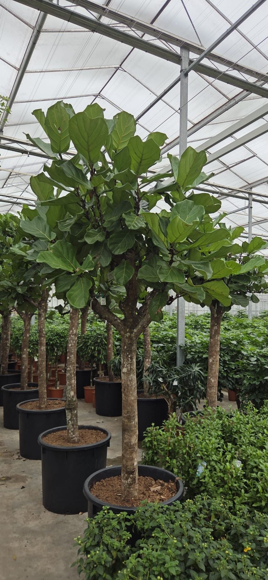 Горшечные цветы и растения оптом Ficus Lyrata 3pp A от 1шт из Голландии с доставкой по России