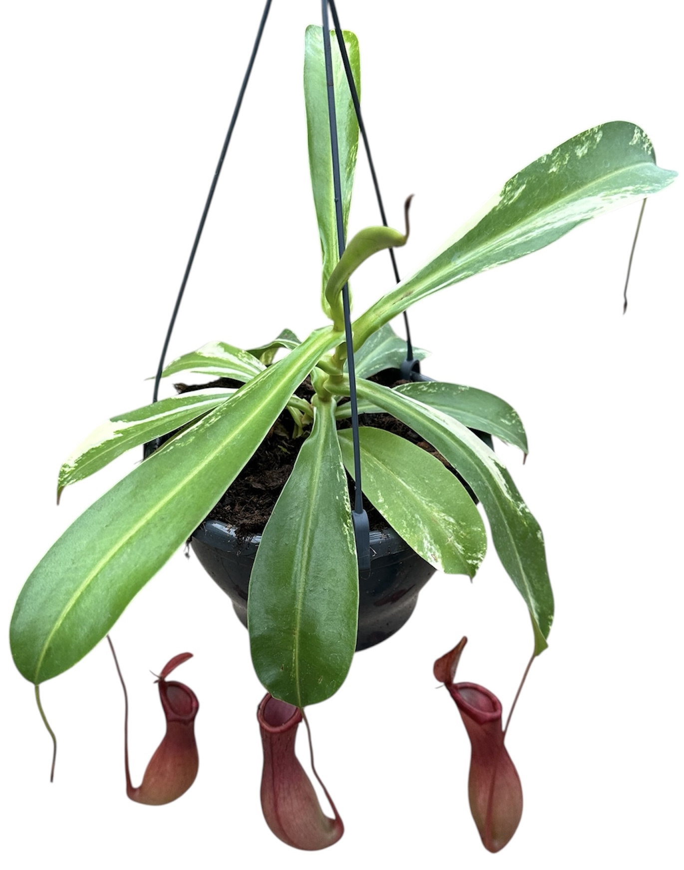 Горшечные цветы и растения оптом Nepenthes Alata Variegata от 1шт из Голландии с доставкой по России