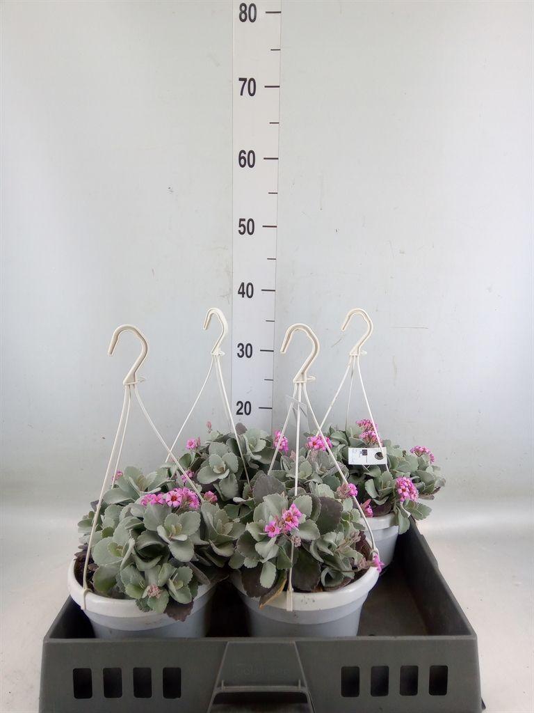 Горшечные цветы и растения оптом Kalanchoe Nf Pumila от 4шт из Голландии с доставкой по России