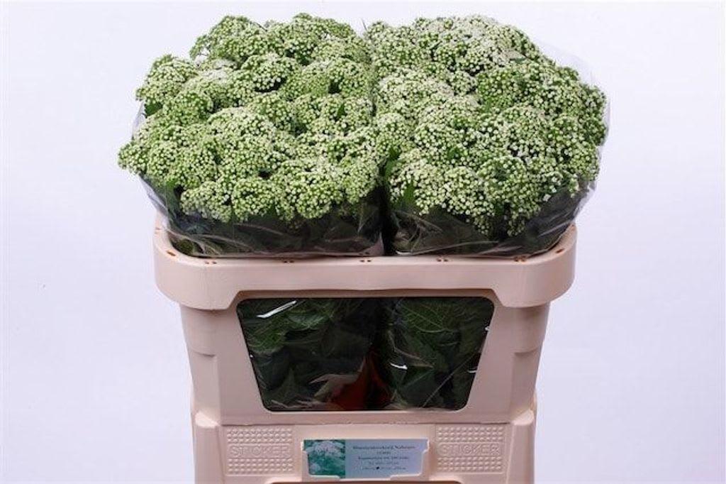 Срезанные цветы оптом Eupatorium white от 100шт из Голландии с доставкой по России