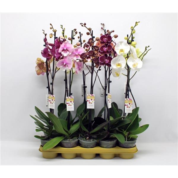 Горшечные цветы и растения оптом Phal 1st Mix 9+ (phalaenova) от 10шт из Голландии с доставкой по России