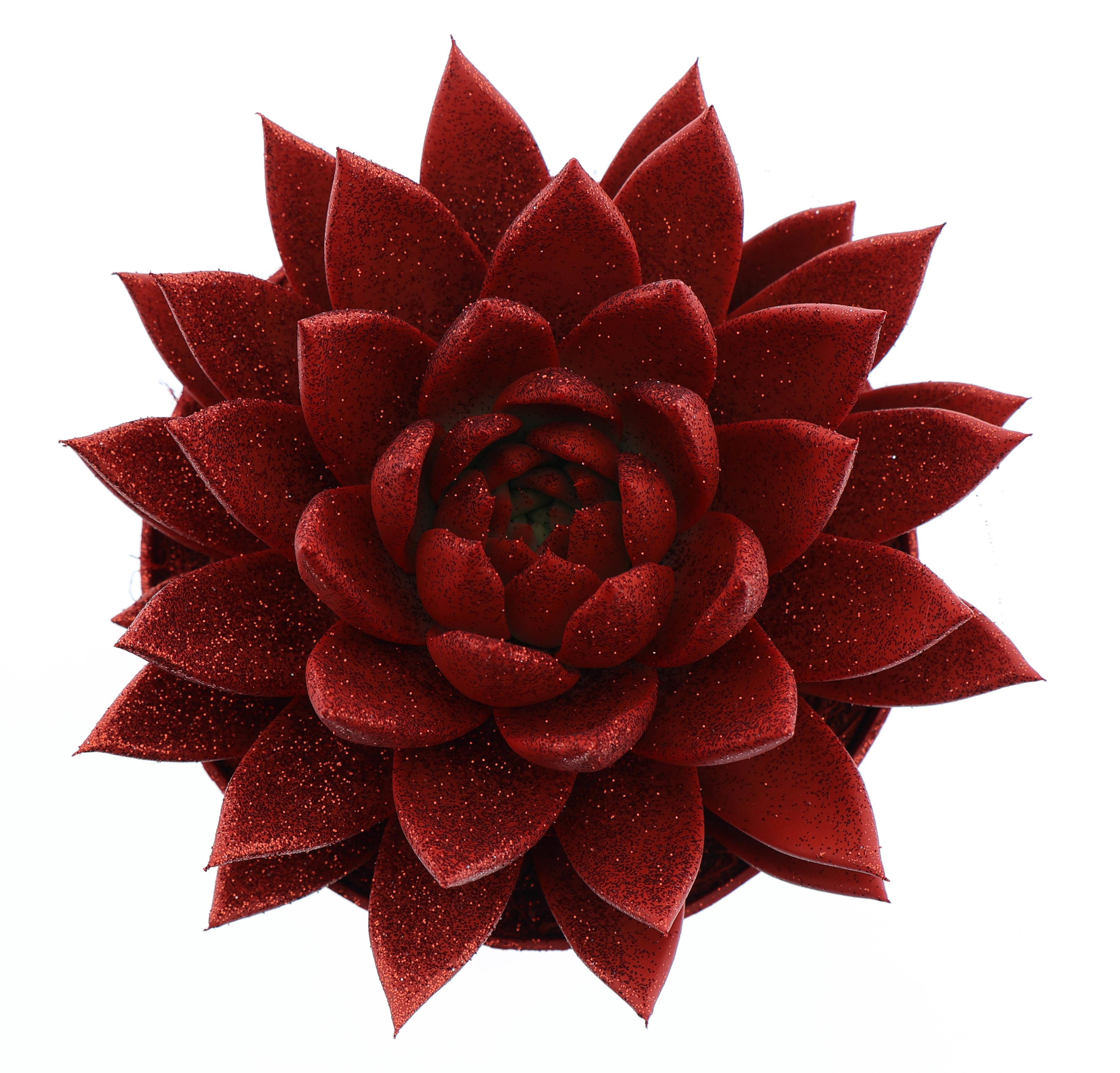 Горшечные цветы и растения оптом Echeveria Miranda от 3шт из Голландии с доставкой по России