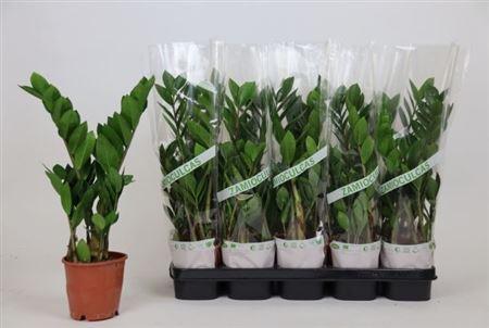 Горшечные цветы и растения оптом Zamioculcas 2+ от 10шт из Голландии с доставкой по России