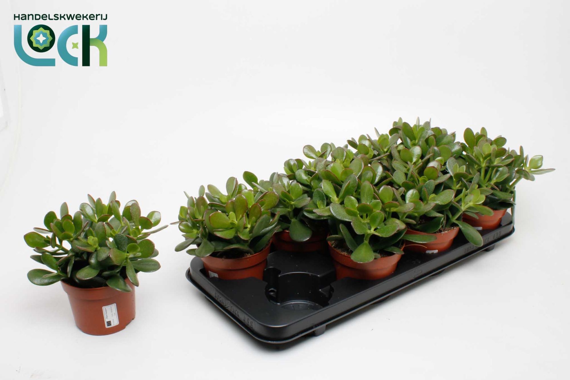 Горшечные цветы и растения оптом Crassula Argentea от 6шт из Голландии с доставкой по России