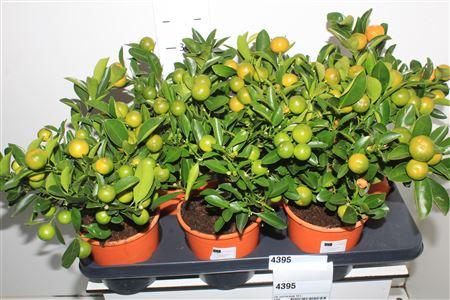 Горшечные цветы и растения оптом Citr Microcarpa 10+ от 6шт (для телеги) из Голландии с доставкой по России