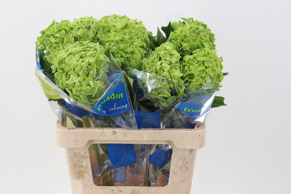 Срезанные цветы оптом Hydrangea shamrock green от 10шт из Голландии с доставкой по России