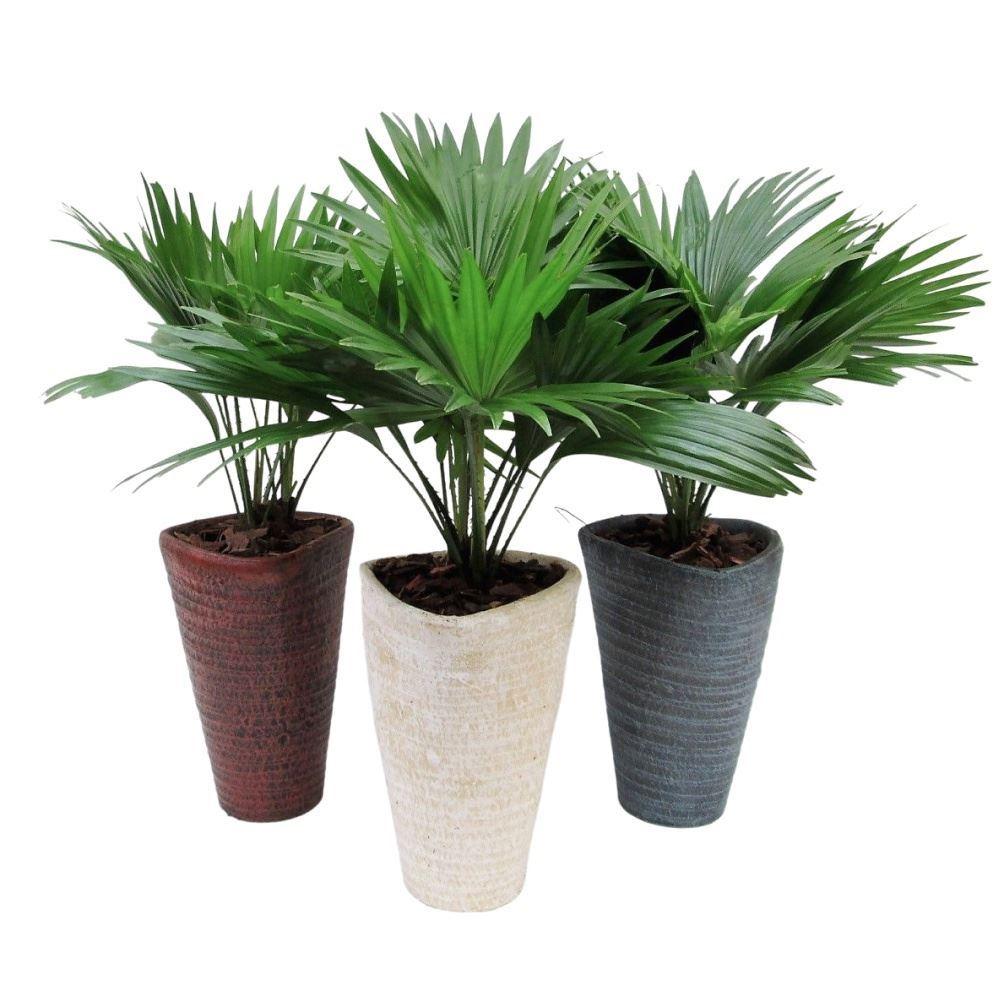 Горшечные цветы и растения оптом Livistona Rotundifolia от 3шт' из Голландии с доставкой по России