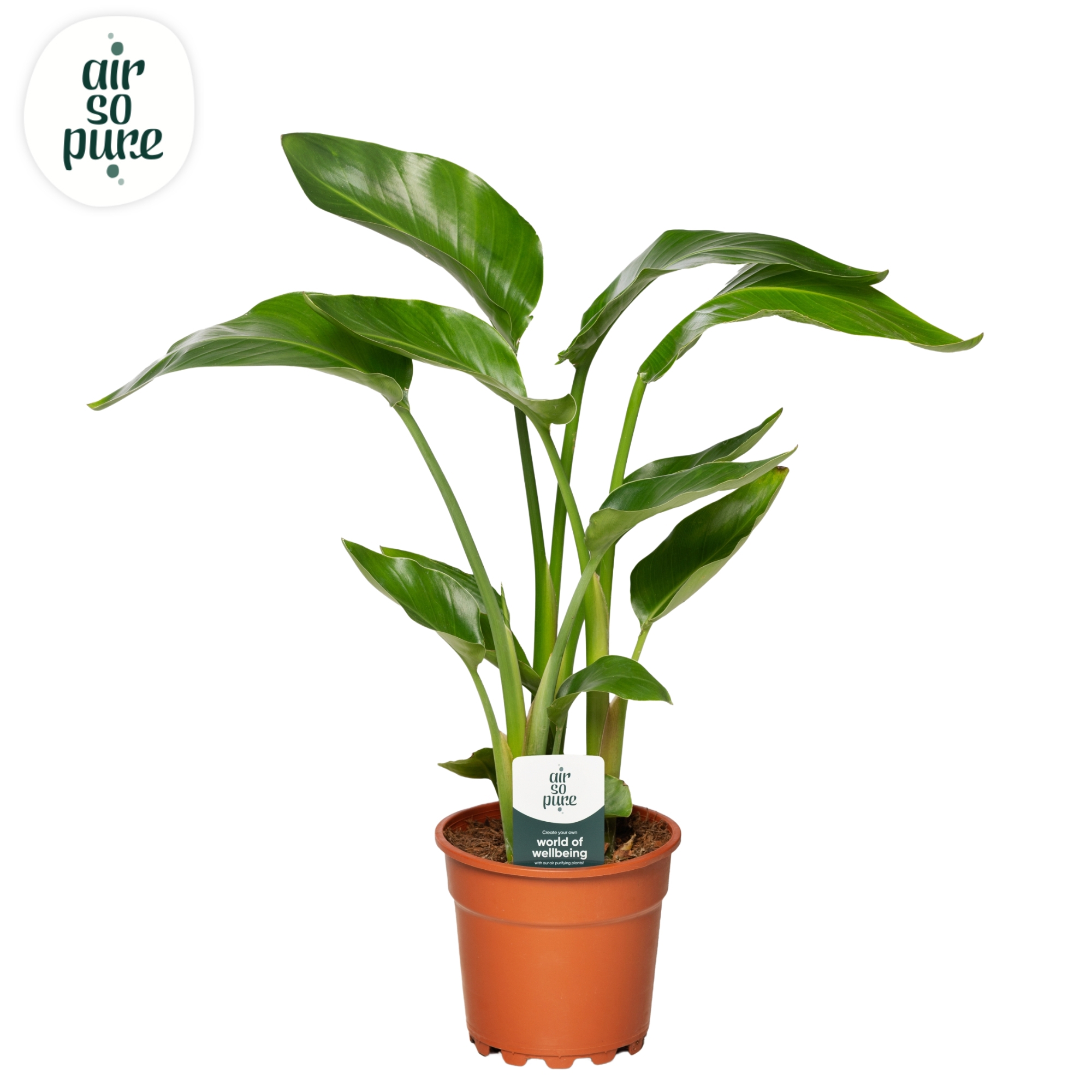 Горшечные цветы и растения оптом Strelitzia Nicolai (air So Pure) от 6шт из Голландии с доставкой по России