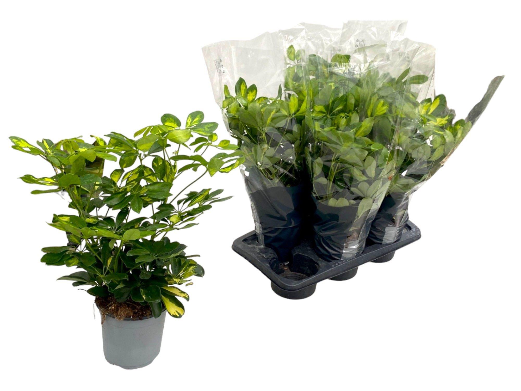 Горшечные цветы и растения оптом Schefflera Gold Capella от 6шт из Голландии с доставкой по России