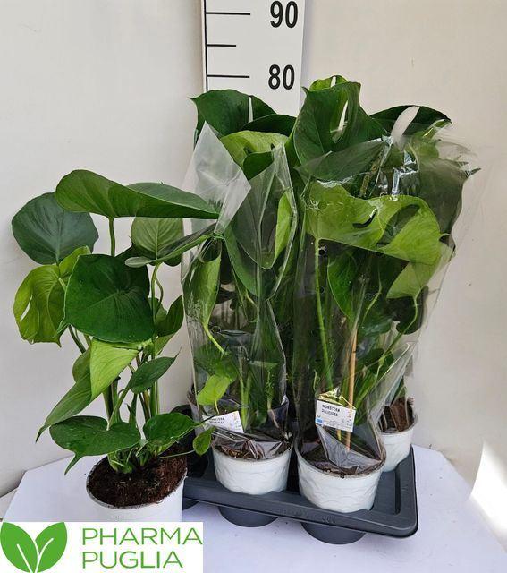 Горшечные цветы и растения оптом Monstera Delic. от 3шт из Голландии с доставкой по России