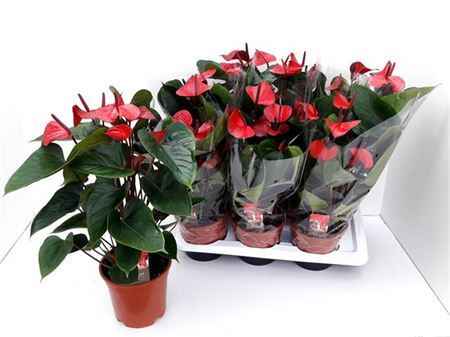 Горшечные цветы и растения оптом Anthu An Adios Red 8+ от 6шт из Голландии с доставкой по России