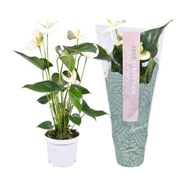 Горшечные цветы и растения оптом Anth An Sharada White 4+ Just Perfect от 7шт из Голландии с доставкой по России