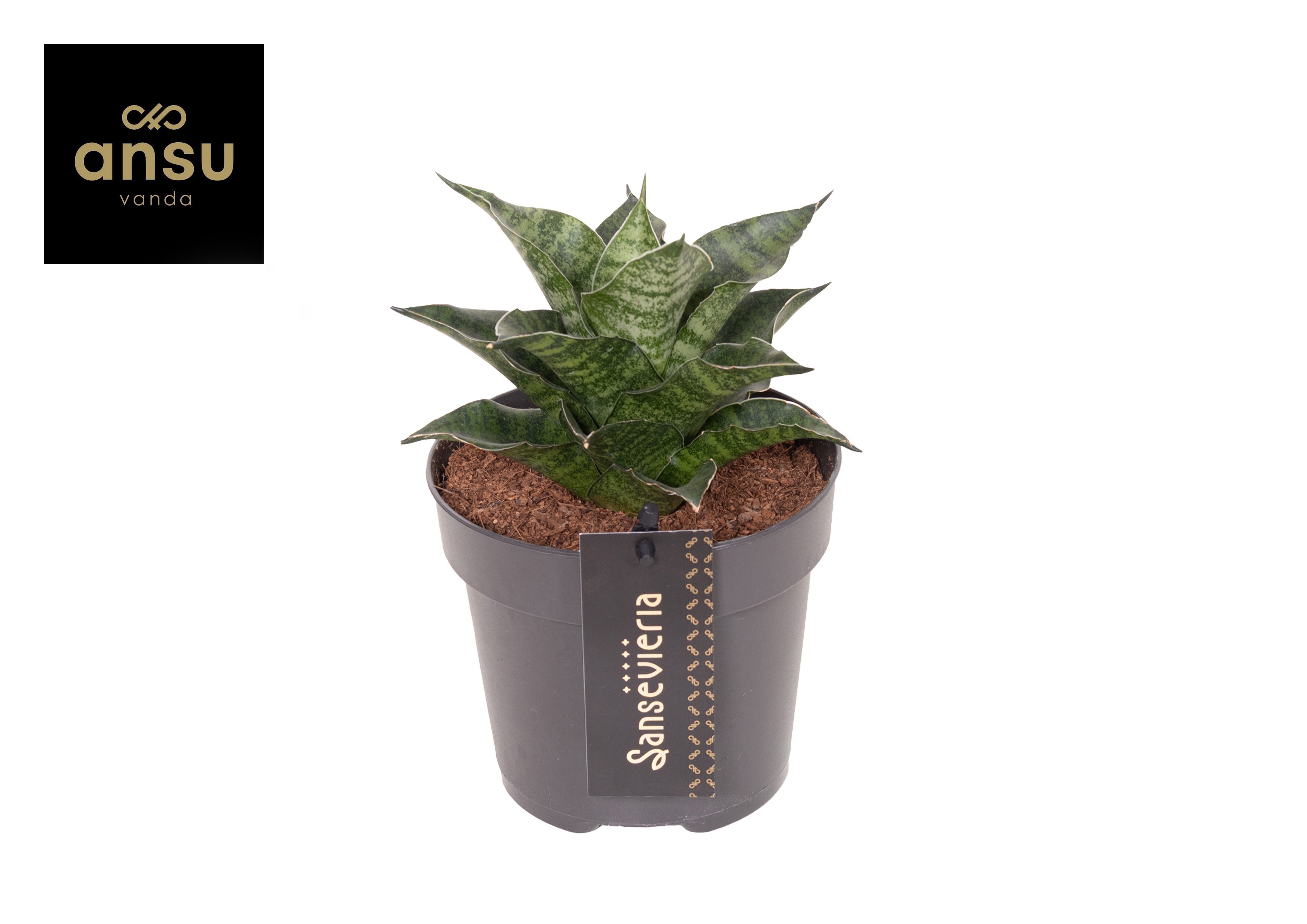 Горшечные цветы и растения оптом Sansevieria Star Mini Marble No. 1 от 10шт из Голландии с доставкой по России
