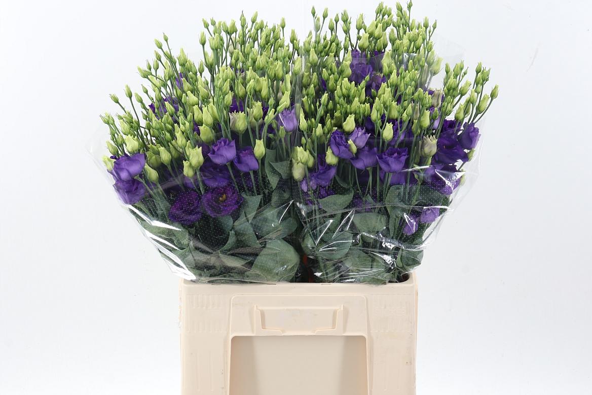 Срезанные цветы оптом Lisianthus do rosita blue от 40шт из Голландии с доставкой по России