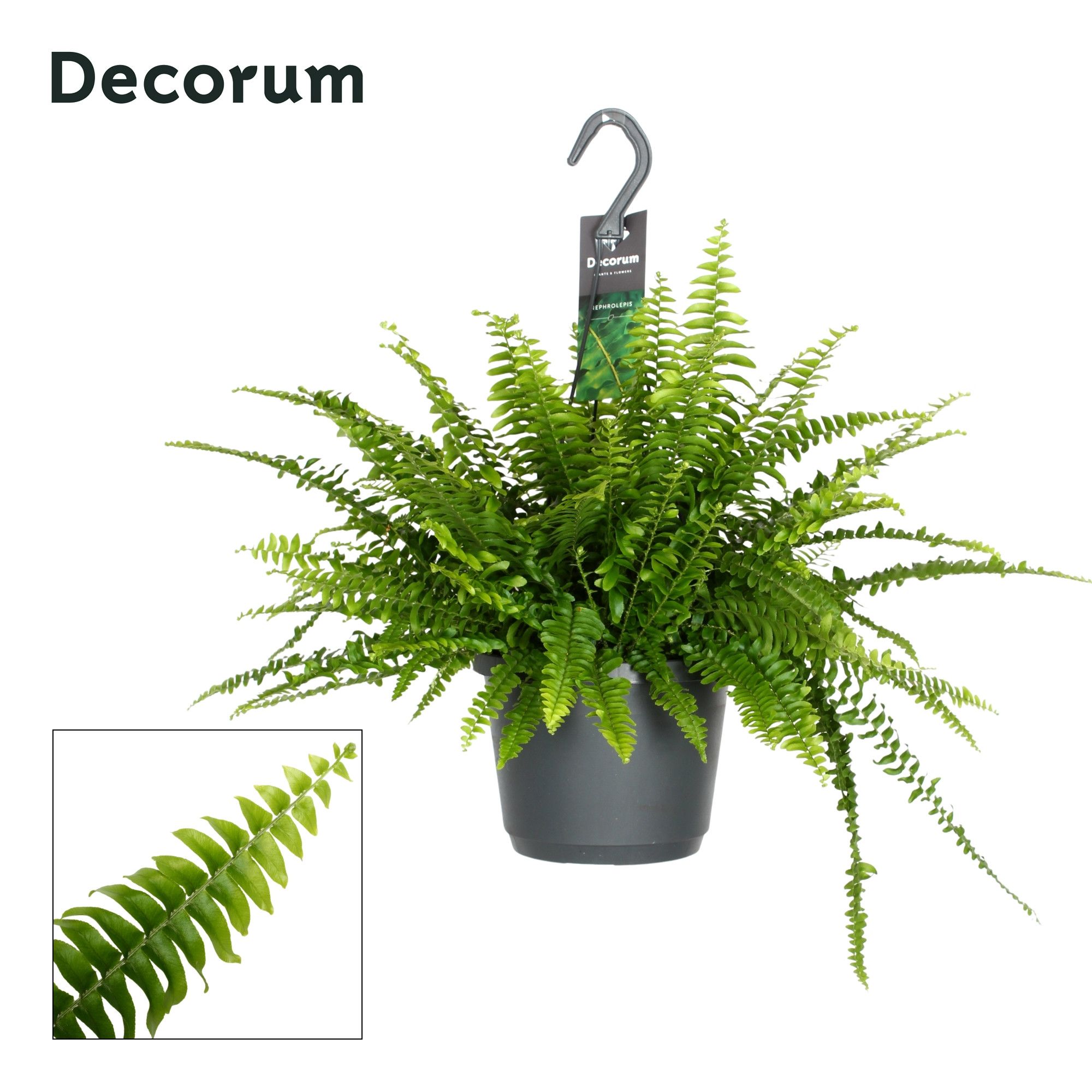 Горшечные цветы и растения оптом Nephrolepis Exaltata Green Lady Hangpot (decorum) от 6шт из Голландии с доставкой по России