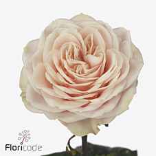 Срезанные цветы оптом Rosa la garden love fountain от 20шт из Голландии с доставкой по России