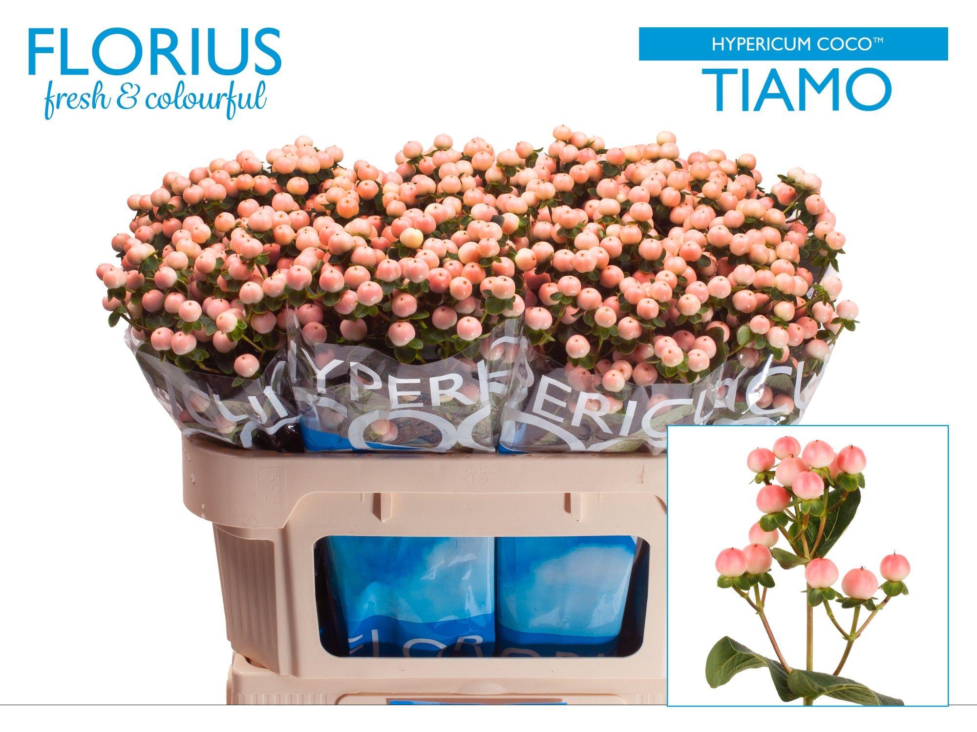 Срезанные цветы оптом Hypericum coco tiamo от 100шт из Голландии с доставкой по России