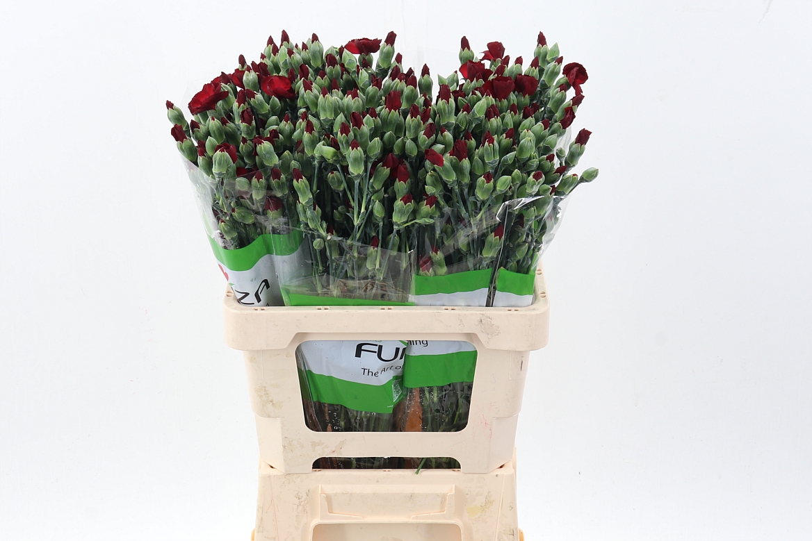 Срезанные цветы оптом Dianthus sp solomio edo от 100шт из Голландии с доставкой по России