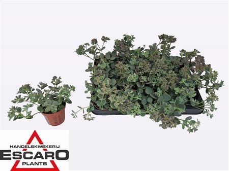 Горшечные цветы и растения оптом Sedum Sieboldii P8.5 Xl от 9шт (для телеги) из Голландии с доставкой по России