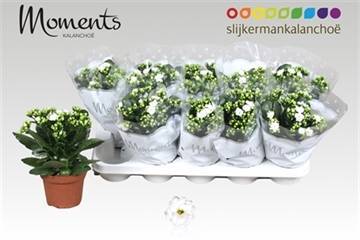 Горшечные цветы и растения оптом Kal Ge Stellar White от 10шт из Голландии с доставкой по России