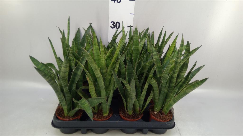 Горшечные цветы и растения оптом Sansevieria Zeylanica greenline от 12шт (для телеги) из Голландии с доставкой по России