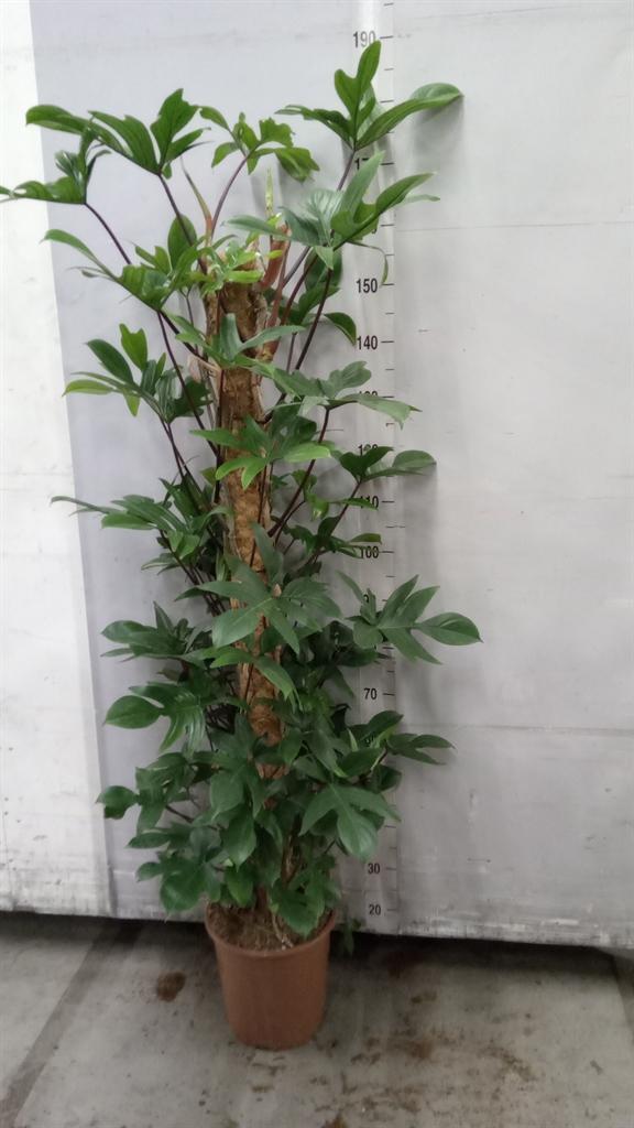 Горшечные цветы и растения оптом Philodendron Pedatum от 1шт из Голландии с доставкой по России