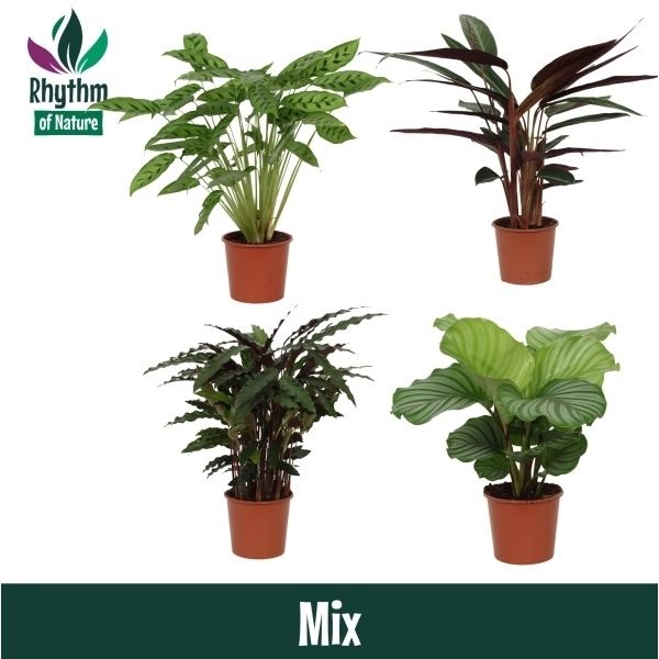 Горшечные цветы и растения оптом Calathea Mix (rhythm Of Nature) от 6шт из Голландии с доставкой по России