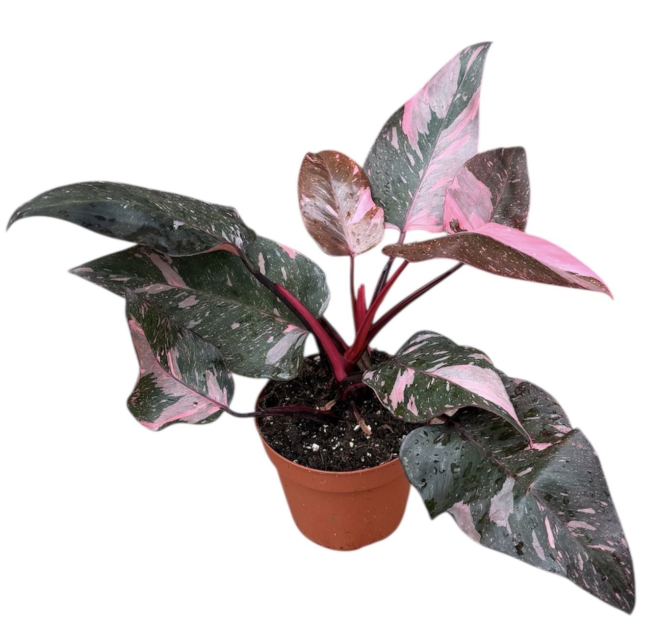 Горшечные цветы и растения оптом Philodendron Pink Princess Marble от 1шт из Голландии с доставкой по России