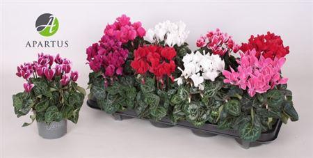 Горшечные цветы и растения оптом Cyclamen Carino Mix от 8шт (для телеги) из Голландии с доставкой по России