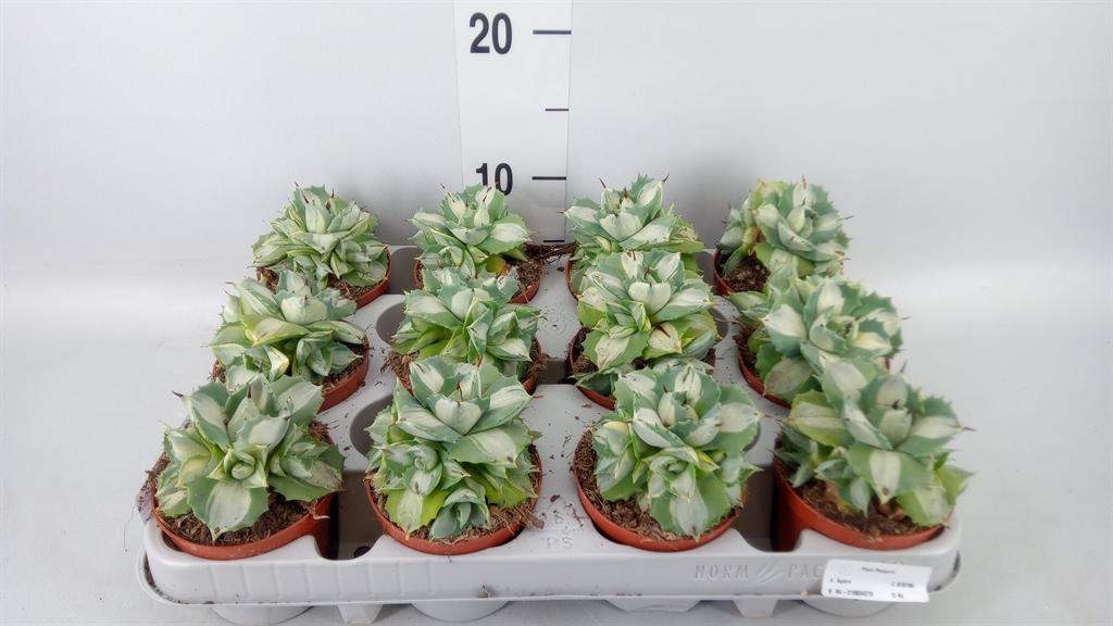Горшечные цветы и растения оптом Agave   ... от 12шт (для телеги) из Голландии с доставкой по России