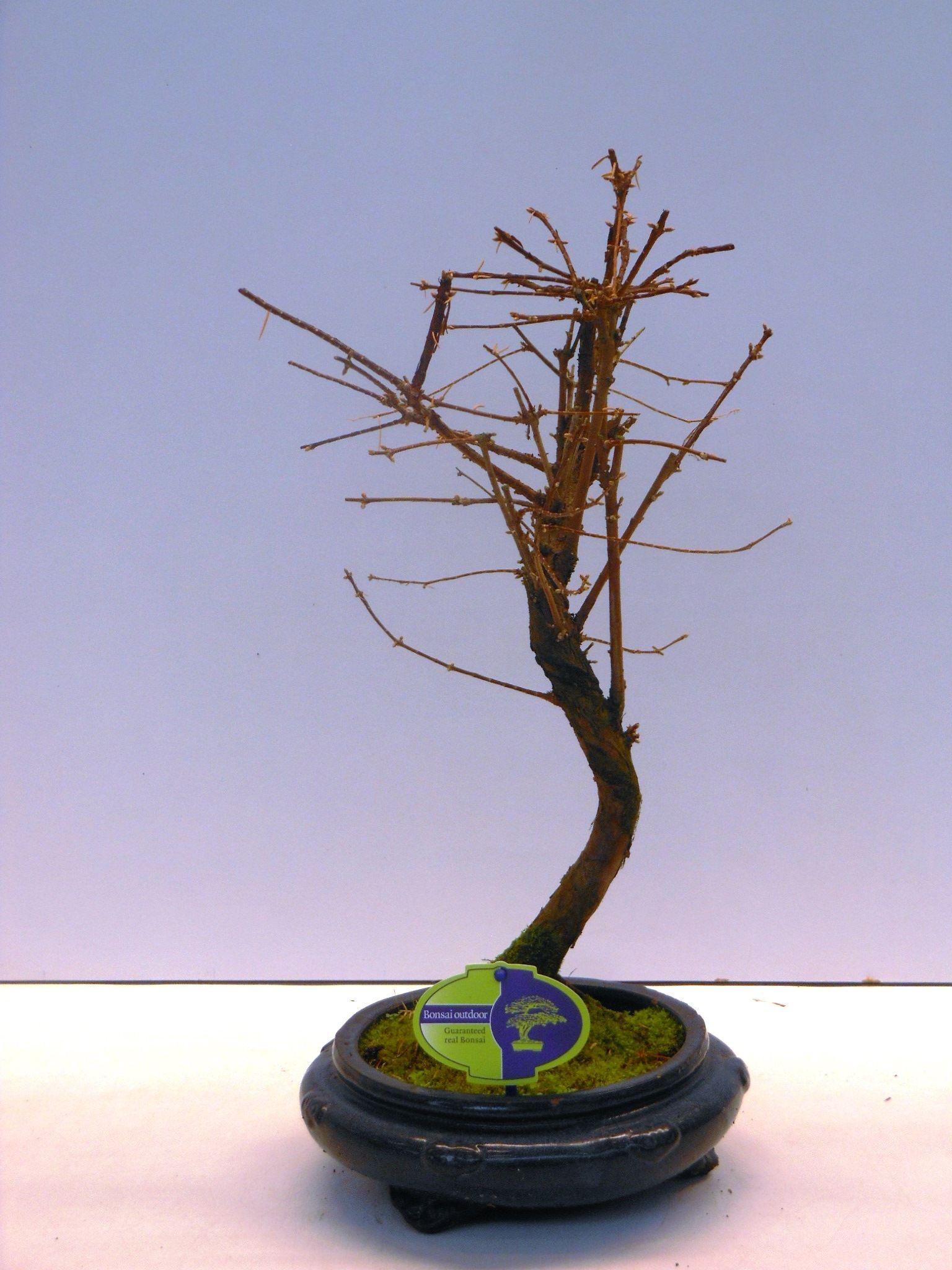 Горшечные цветы и растения оптом Bonsai Metasequoia Glyptostroboides от 2шт из Голландии с доставкой по России