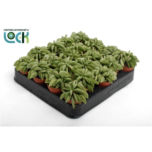 Горшечные цветы и растения оптом Peperomia Happy Bean Tanz от 20шт (для телеги) из Голландии с доставкой по России Горшечные цветы и растения оптом Peperomia Happy Bean Tanz от 20шт (для телеги) из Голландии с доставкой по России