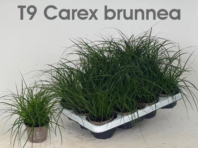 Горшечные цветы и растения оптом Carex Brunnea от 12шт (для телеги) из Голландии с доставкой по России