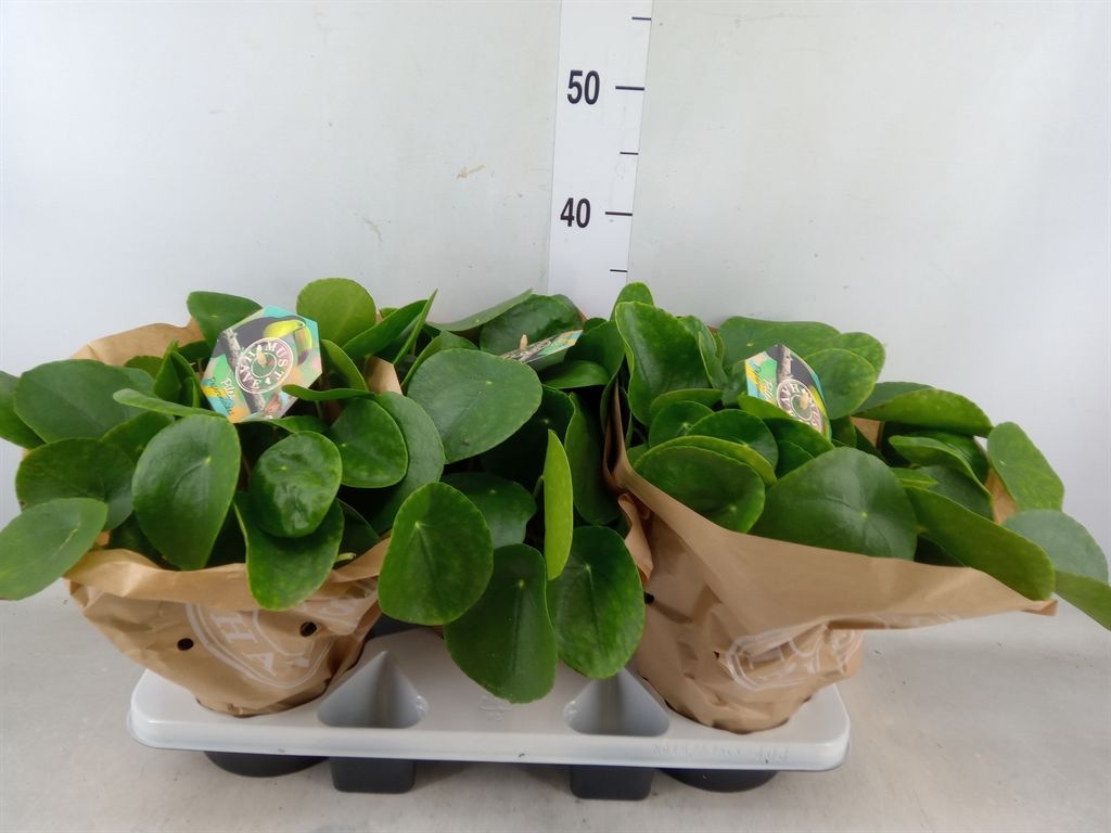 Горшечные цветы и растения оптом Pilea Peperomoides от 3шт из Голландии с доставкой по России