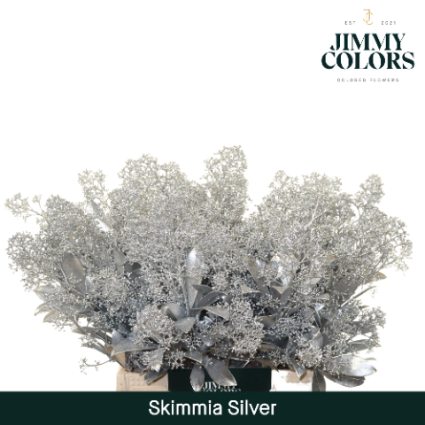 Срезанные цветы оптом Skimmia paint silver + glitter от 10шт из Голландии с доставкой по России