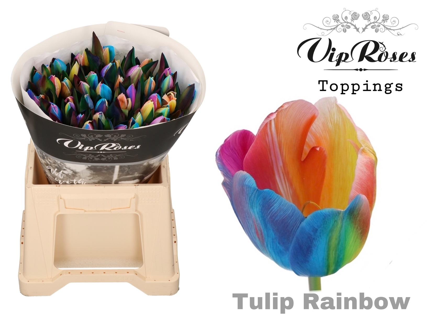 Срезанные цветы оптом Tulipa si paint rainbow от 50шт из Голландии с доставкой по России