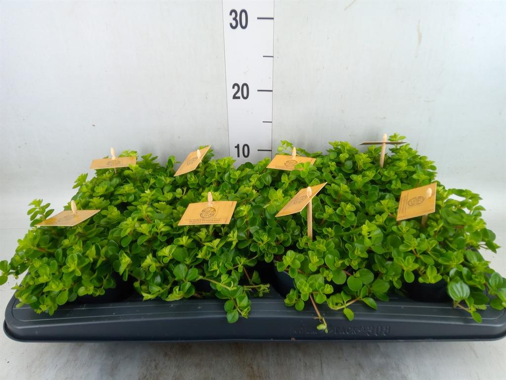 Горшечные цветы и растения оптом Peperomia Rotundifolia от 8шт из Голландии с доставкой по России