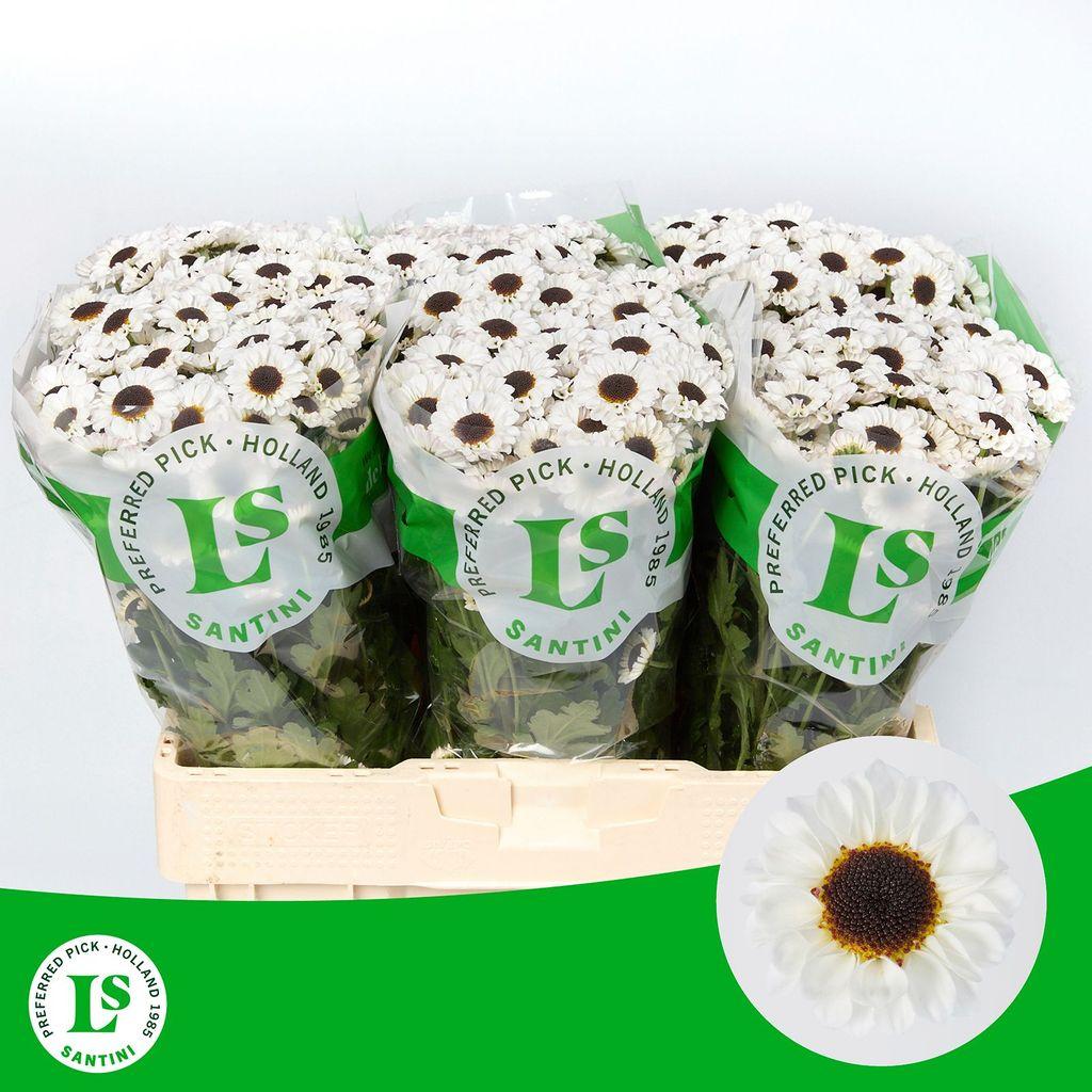 Срезанные цветы оптом Chrys sa patrese white от 75шт из Голландии с доставкой по России