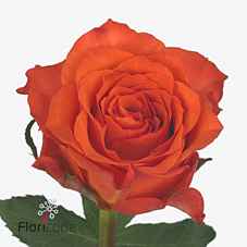 Срезанные цветы оптом Rosa la tabasco от 60шт из Голландии с доставкой по России