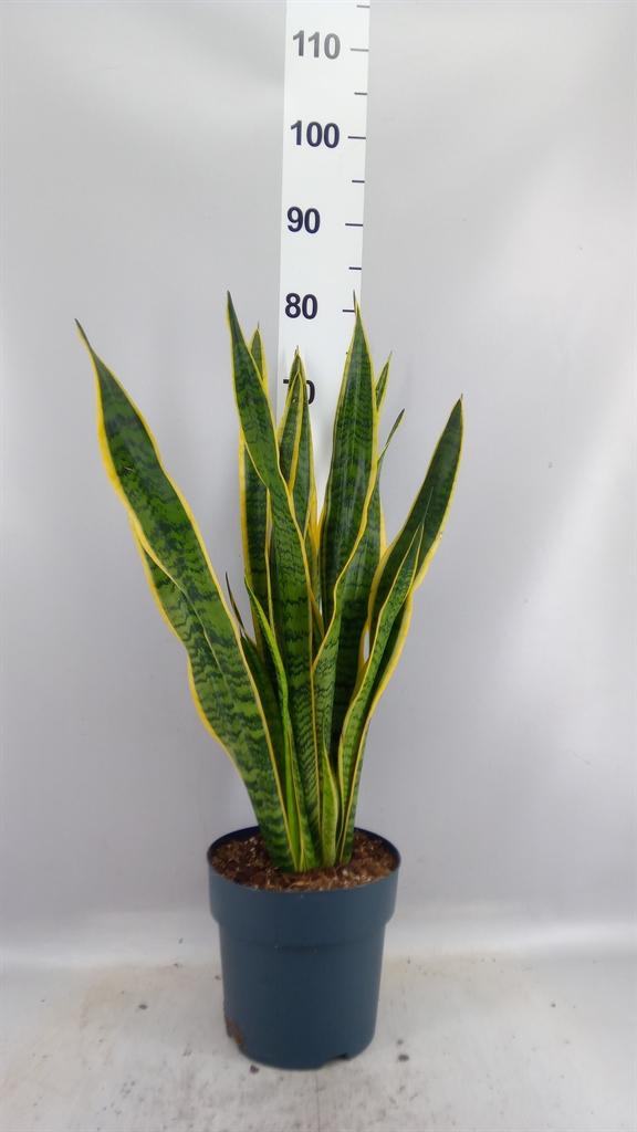 Горшечные цветы и растения оптом Sansevieria Trifa. laurentii A от 1шт из Голландии с доставкой по России