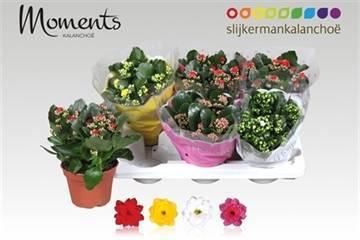 Горшечные цветы и растения оптом Kal Ge Gem 4 Kl от 6шт из Голландии с доставкой по России
